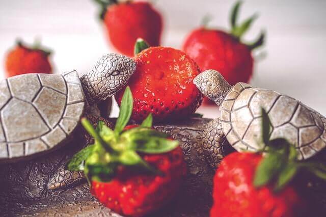 ¿Qué animales comen fresas? (11+ ejemplos e imágenes)