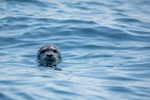 Los 10 animales más malvados del mundo (con imágenes)