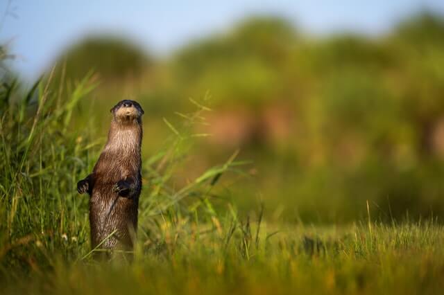 Los 10 animales más malvados del mundo (con imágenes)