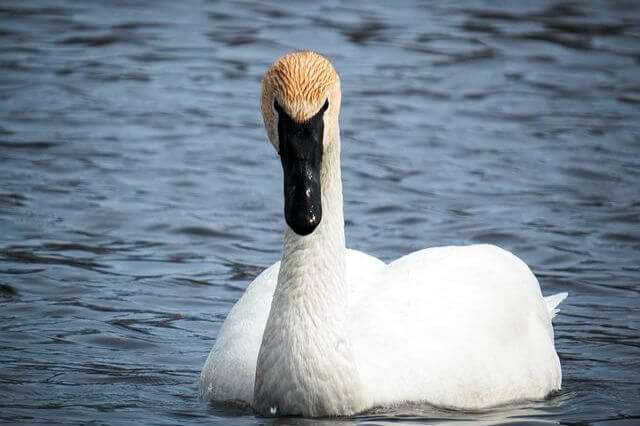10 pájaros blancos únicos con picos negros (imágenes y hechos)