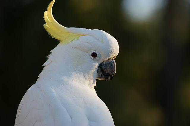 10 pájaros blancos únicos con picos negros (imágenes y hechos)