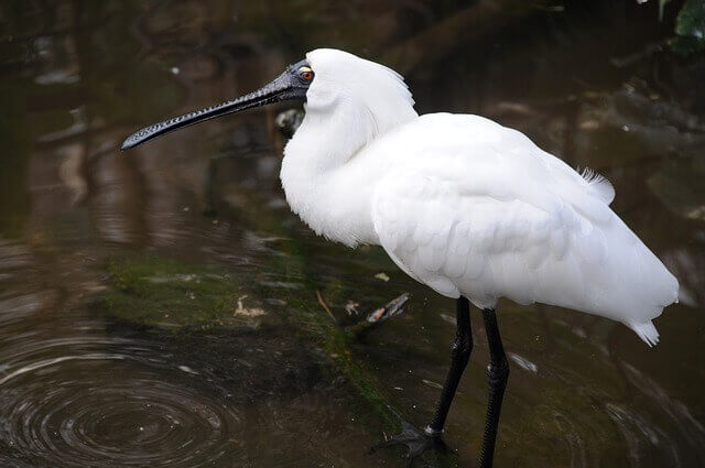 10 pájaros blancos únicos con picos negros (imágenes y hechos)