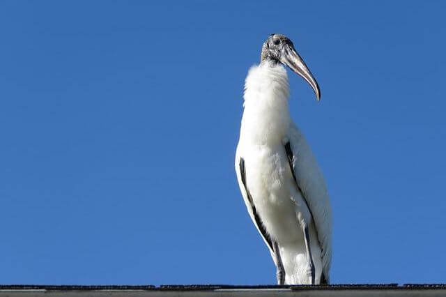 10 pájaros blancos únicos con picos negros (imágenes y hechos)
