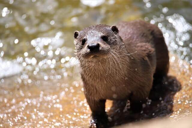 15 animales con patas cortas (fotos y videos)