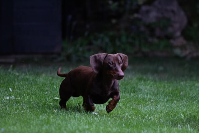 15 animales con patas cortas (fotos y videos)
