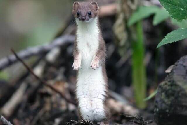15 animales con patas cortas (fotos y videos)