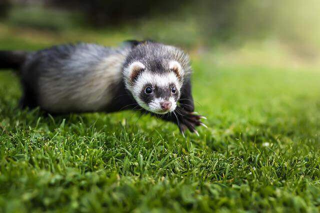 15 animales con patas cortas (fotos y videos)