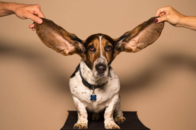 15 animales con patas cortas (fotos y videos)