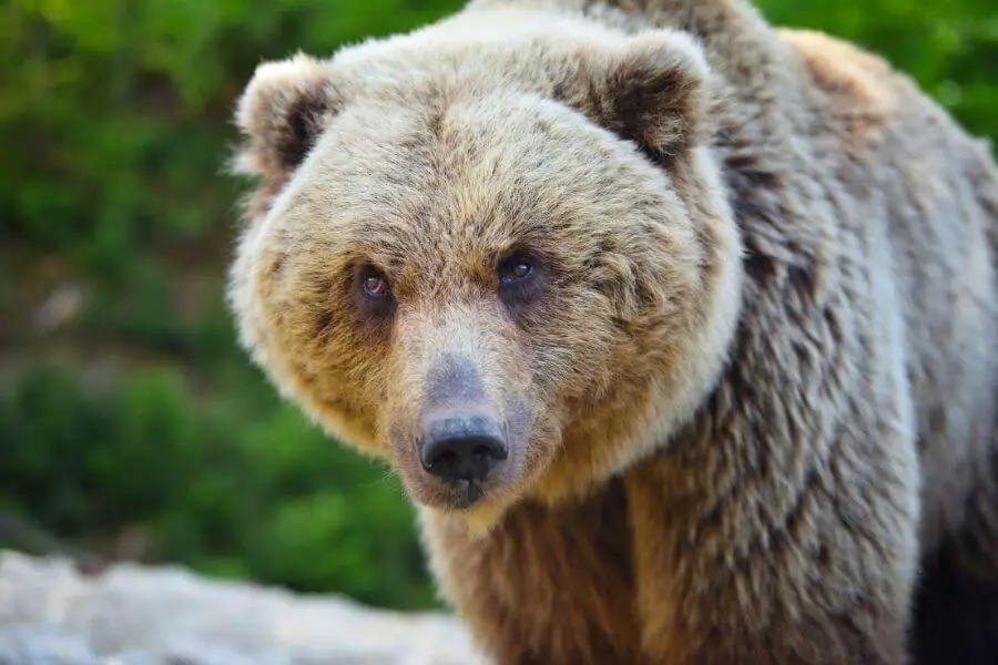 ¿Qué sonido hace un oso? (Vocalizaciones de oso)