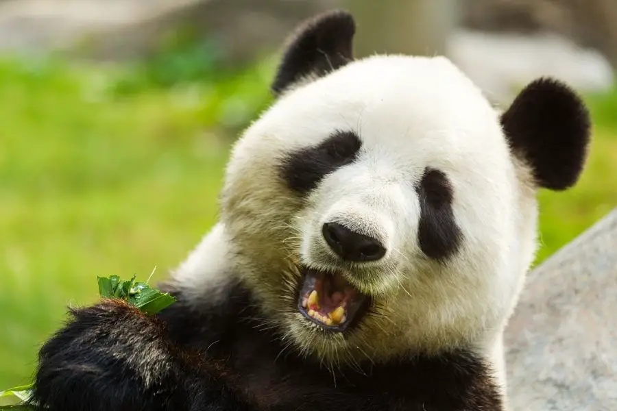 ¿Qué sonido hace un oso? (Vocalizaciones de oso)