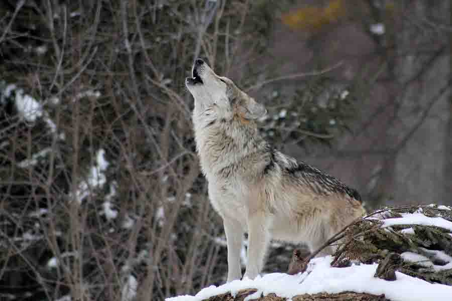 ¿Cómo marcan los lobos a sus parejas? | animales inadaptados