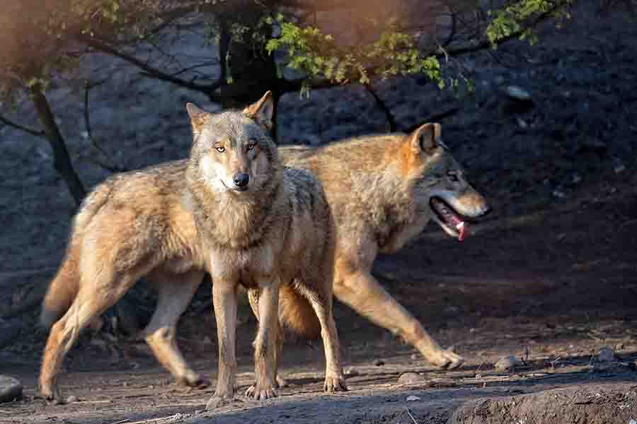 ¿Cómo marcan los lobos a sus parejas? | animales inadaptados