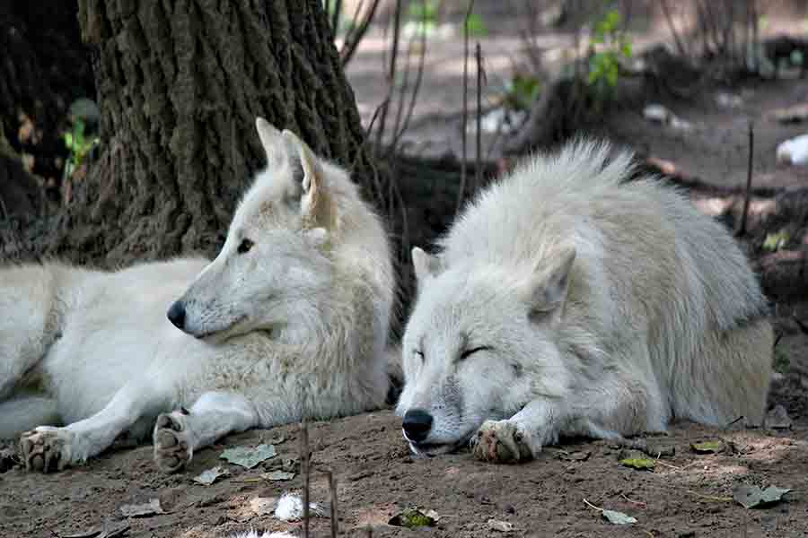 ¿Cómo marcan los lobos a sus parejas? | animales inadaptados