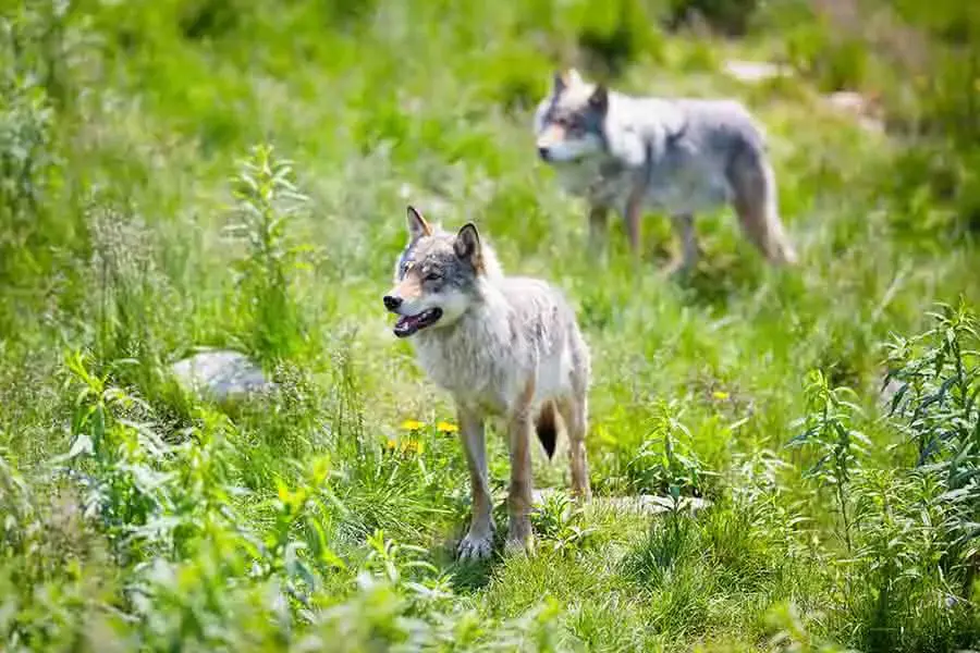¿Cómo marcan los lobos a sus parejas? | animales inadaptados
