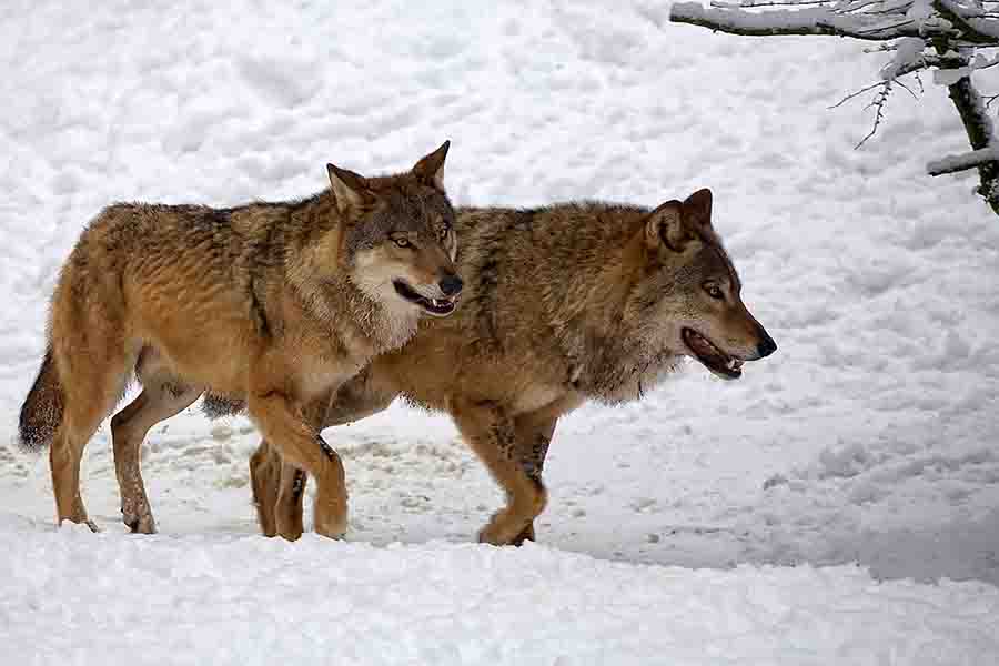 ¿Cómo marcan los lobos a sus parejas? | animales inadaptados