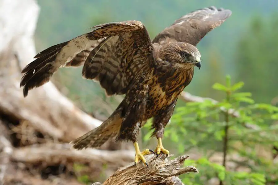 ¿Qué animales comen patos? | animales inadaptados
