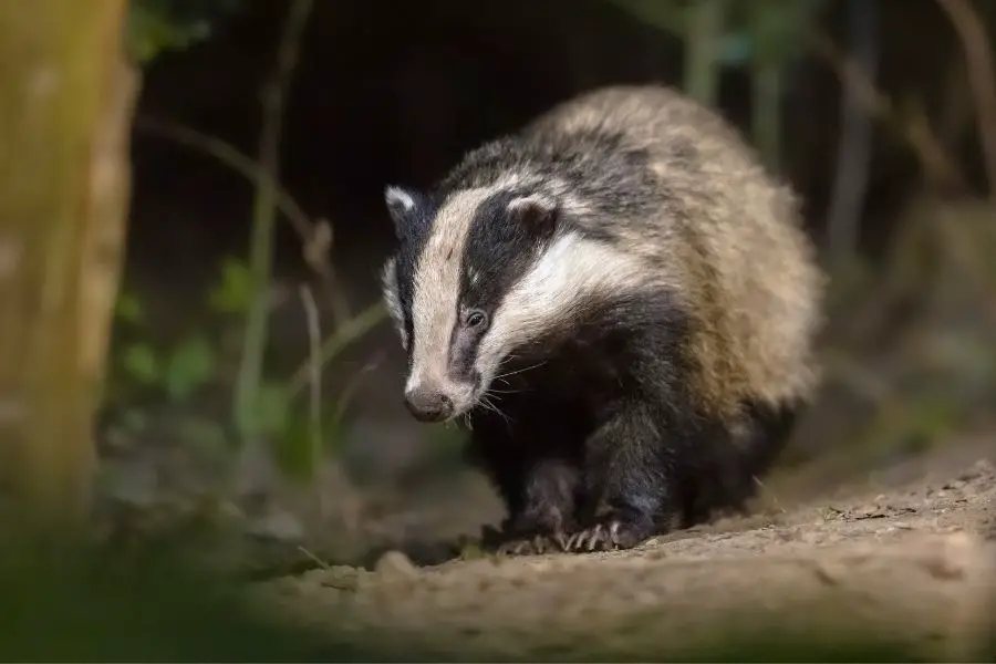 ¿Qué animales comen patos? | animales inadaptados