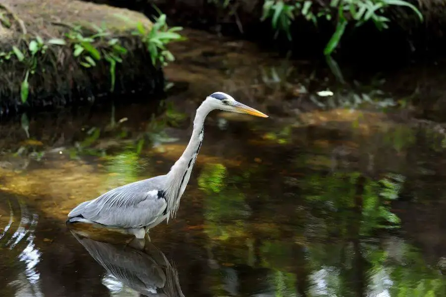 ¿Qué animales comen patos? | animales inadaptados