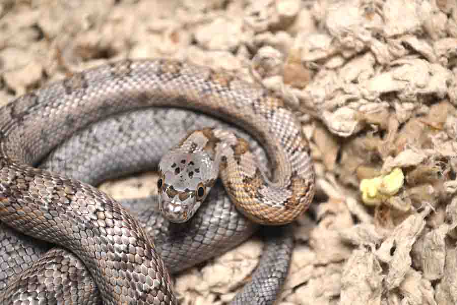 ¿Qué animales comen patos? | animales inadaptados