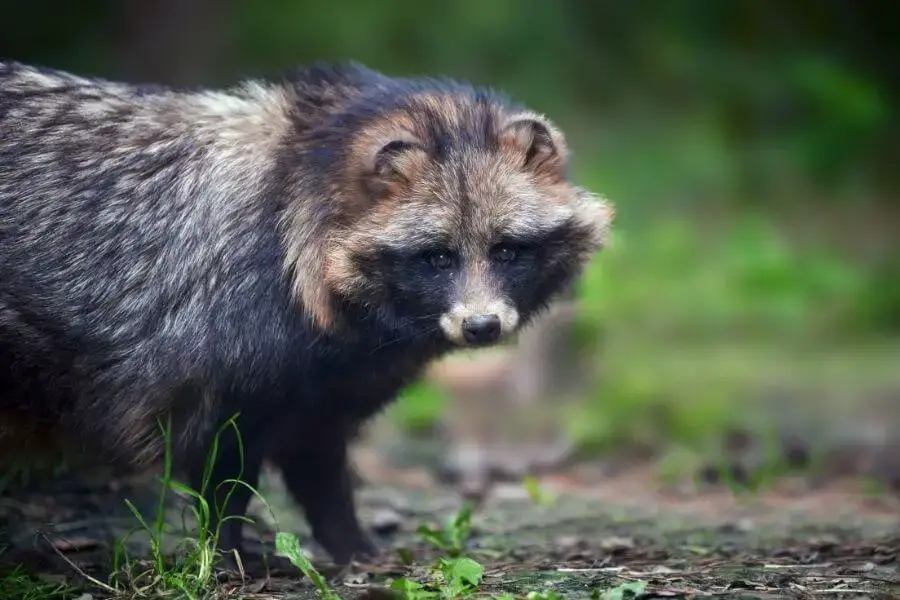 ¿Qué animales comen patos? | animales inadaptados