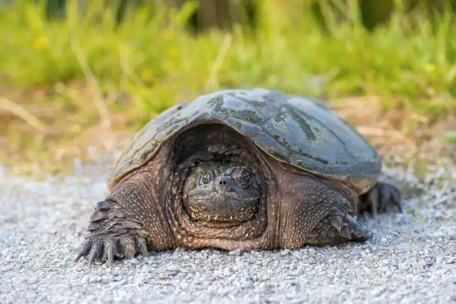 ¿Qué animales comen patos? | animales inadaptados