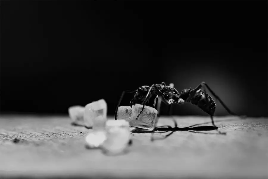 ¿Cuánto tiempo pueden vivir las hormigas sin comida ni agua?