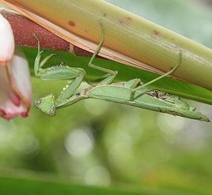 Dato real sobre la mantis religiosa: a pesar del canibalismo femenino, se convierte en una adorable y dócil mascota doméstica