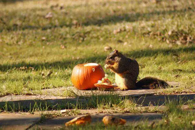 ¿Qué animales comen calabazas? (6 ejemplos con imágenes)
