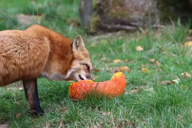 ¿Qué animales comen calabazas? (6 ejemplos con imágenes)
