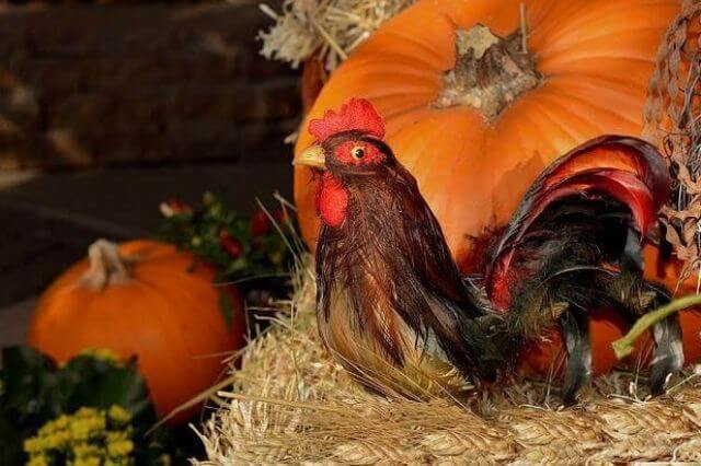 ¿Qué animales comen calabazas? (6 ejemplos con imágenes)