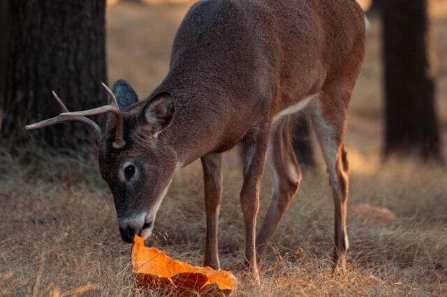 ¿Qué animales comen calabazas? (6 ejemplos con imágenes)