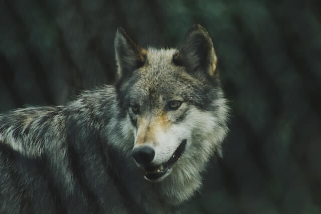 30 animales que comen animales muertos (Lista de animales carroñeros)