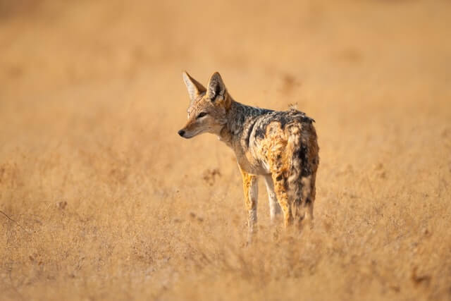 30 animales que comen animales muertos (Lista de animales carroñeros)