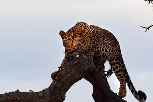 30 animales que comen animales muertos (Lista de animales carroñeros)