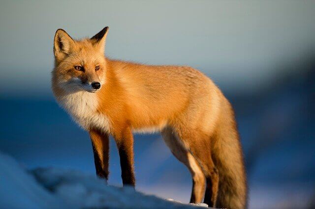 30 animales que comen animales muertos (Lista de animales carroñeros)