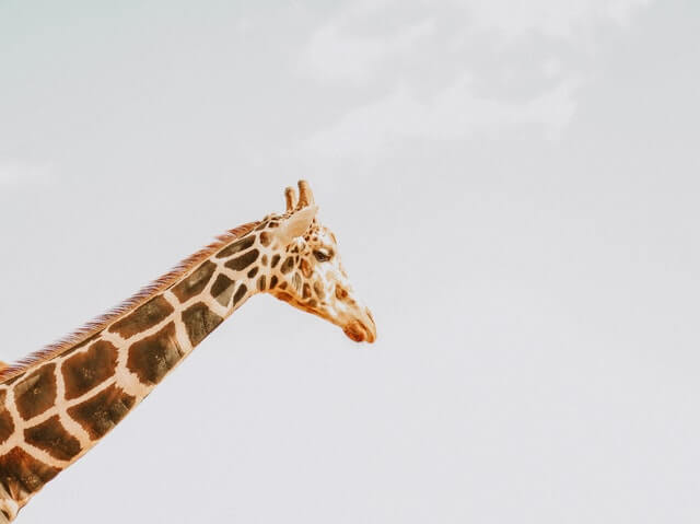 8 impresionantes animales con melena (+ fotos) |