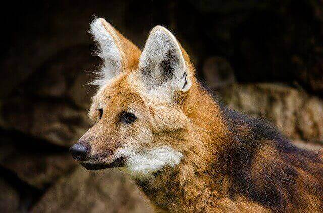 8 impresionantes animales con melena (+ fotos) |