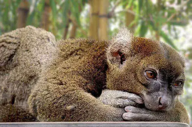 8 animales que comen bambú (con imágenes) |