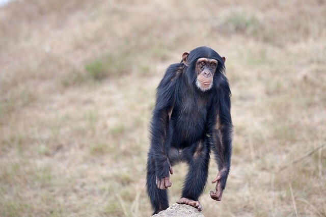 Lista de 15 animales que caminan sobre dos patas (imágenes + hechos)