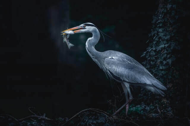 Lista de 10 animales que viven en los lagos