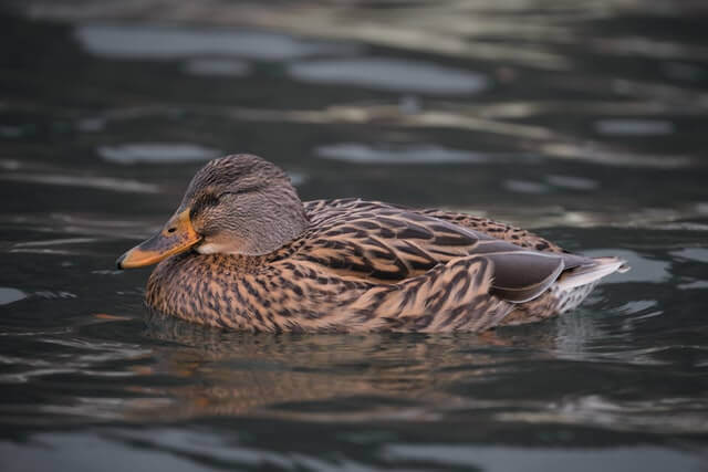 Lista de 10 animales que viven en los lagos