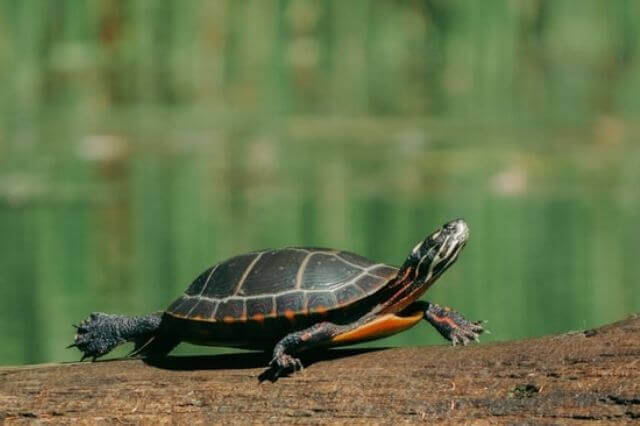 Lista de 10 animales que viven en los lagos