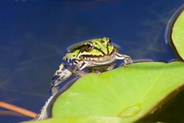 Lista de 10 animales que viven en los lagos