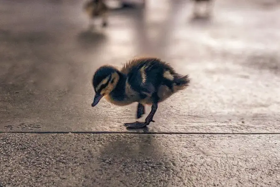 ¿Qué comen los patos bebés? (Lista de Alimentos) | animales inadaptados