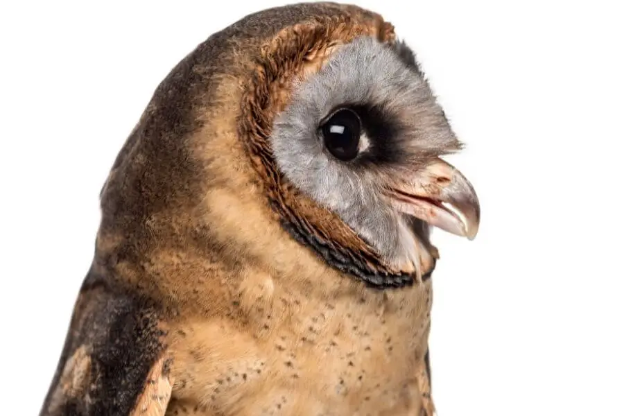 237 tipos de búhos (lista AZ de especies de búhos) | animales inadaptados