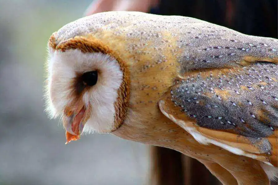 ¿Qué comen los búhos? (Cada animal de presa cazado por búhos)