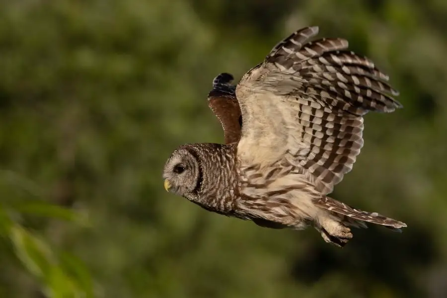 237 tipos de búhos (lista AZ de especies de búhos) | animales inadaptados