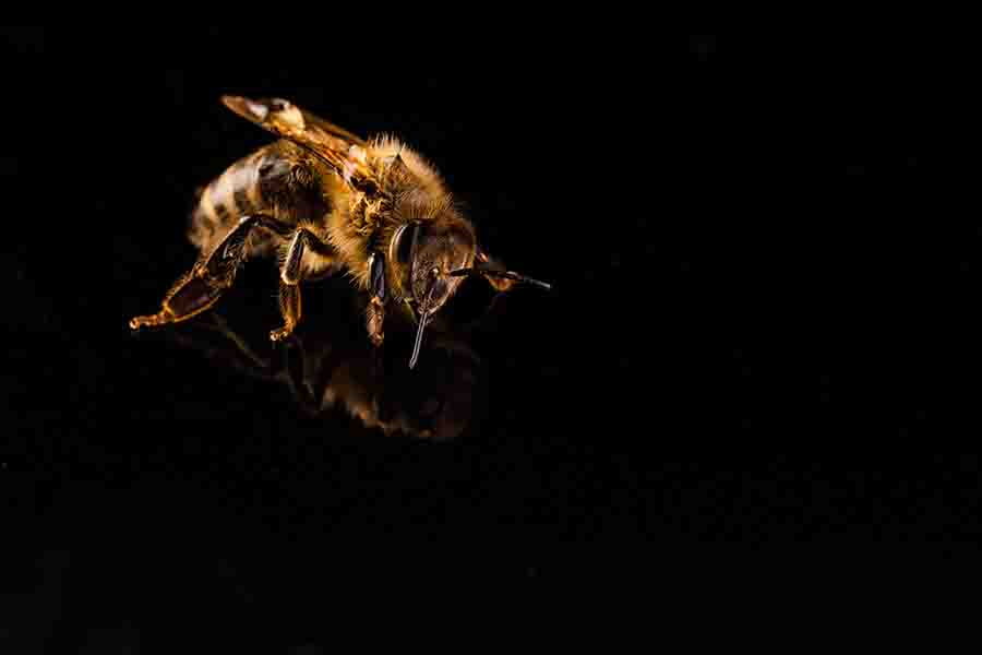 ¿Las abejas salen de noche? (Actividad nocturna de abejas)