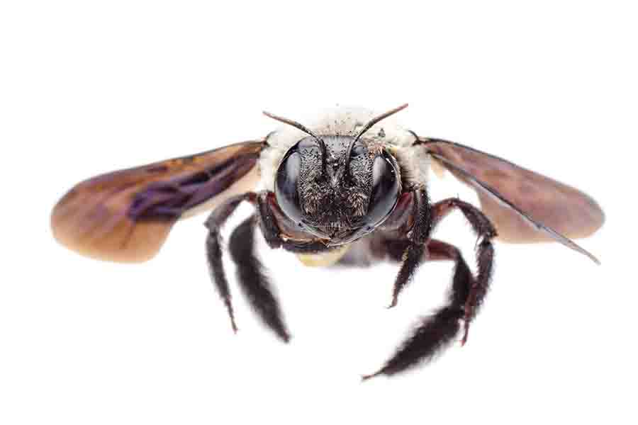 ¿Las abejas tienen corazones? (Anatomía del corazón de abeja y cómo funcionan)