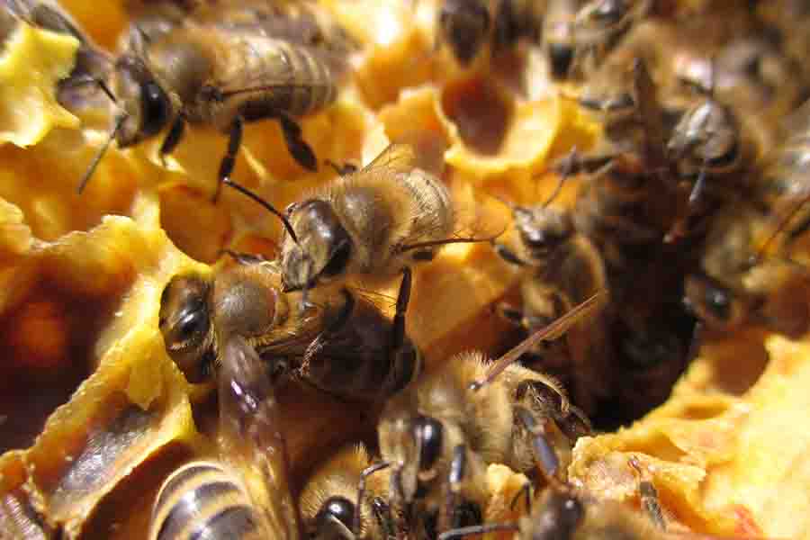¿Las abejas salen de noche? (Actividad nocturna de abejas)